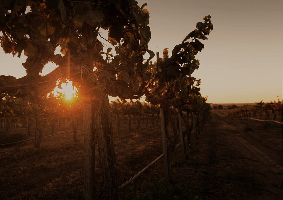 The sun setting through a vine canopy at the end of a vineyard row.