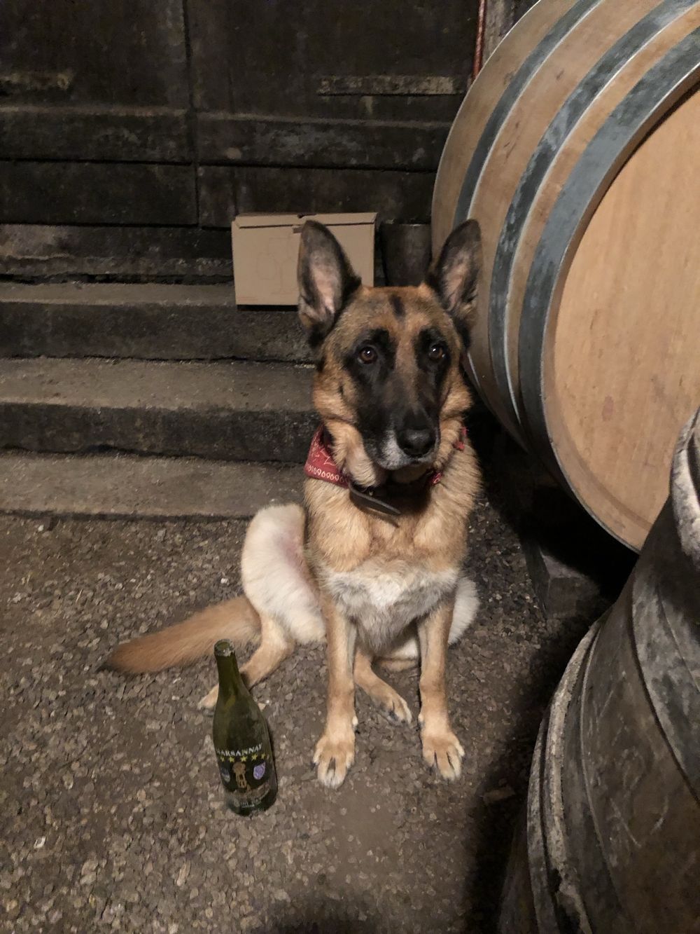 Scooby-Doo, Sylvain Pataille’s dog, sitting in the cellar beside a bottle of Marsannay