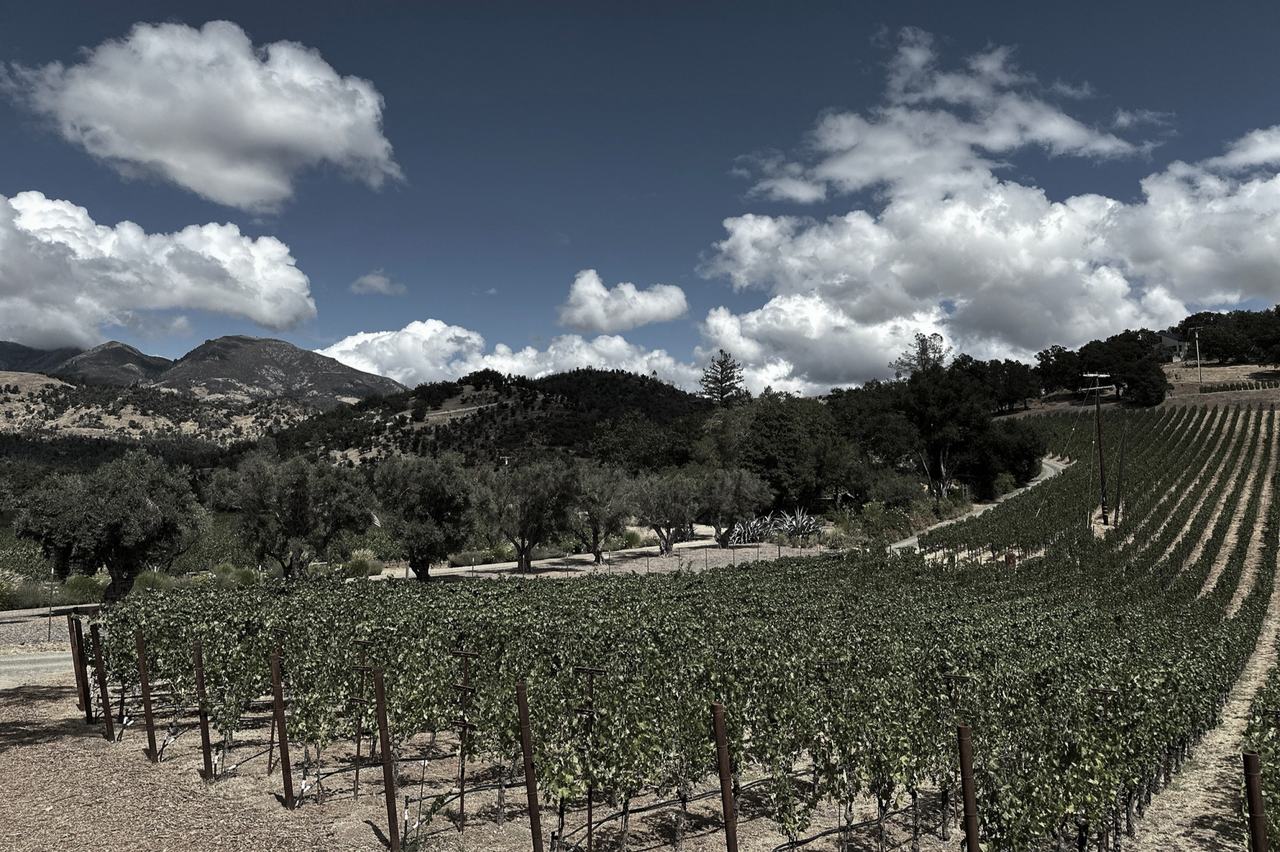 Young Cabernet vines curving around a slope, with oaks and mountains behind under a cloudy sky.
