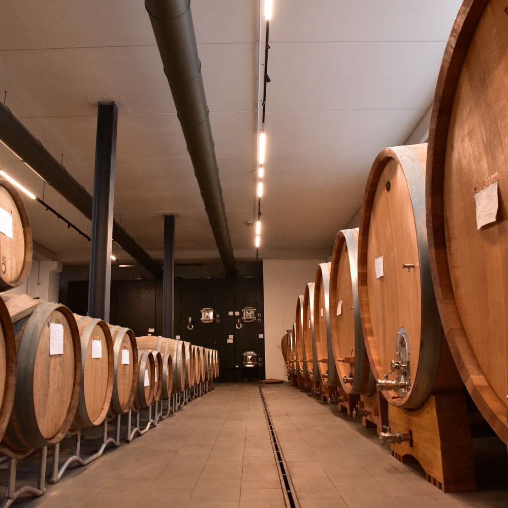Two rows of large oak casks in the winery cellar.