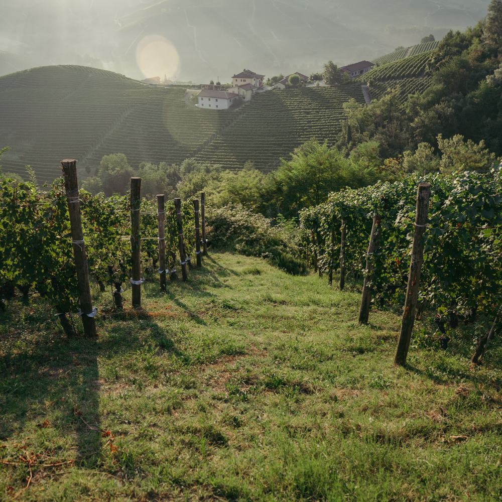 Rows of staked Nebbiolo vines on a grassy slope in low morning sun.