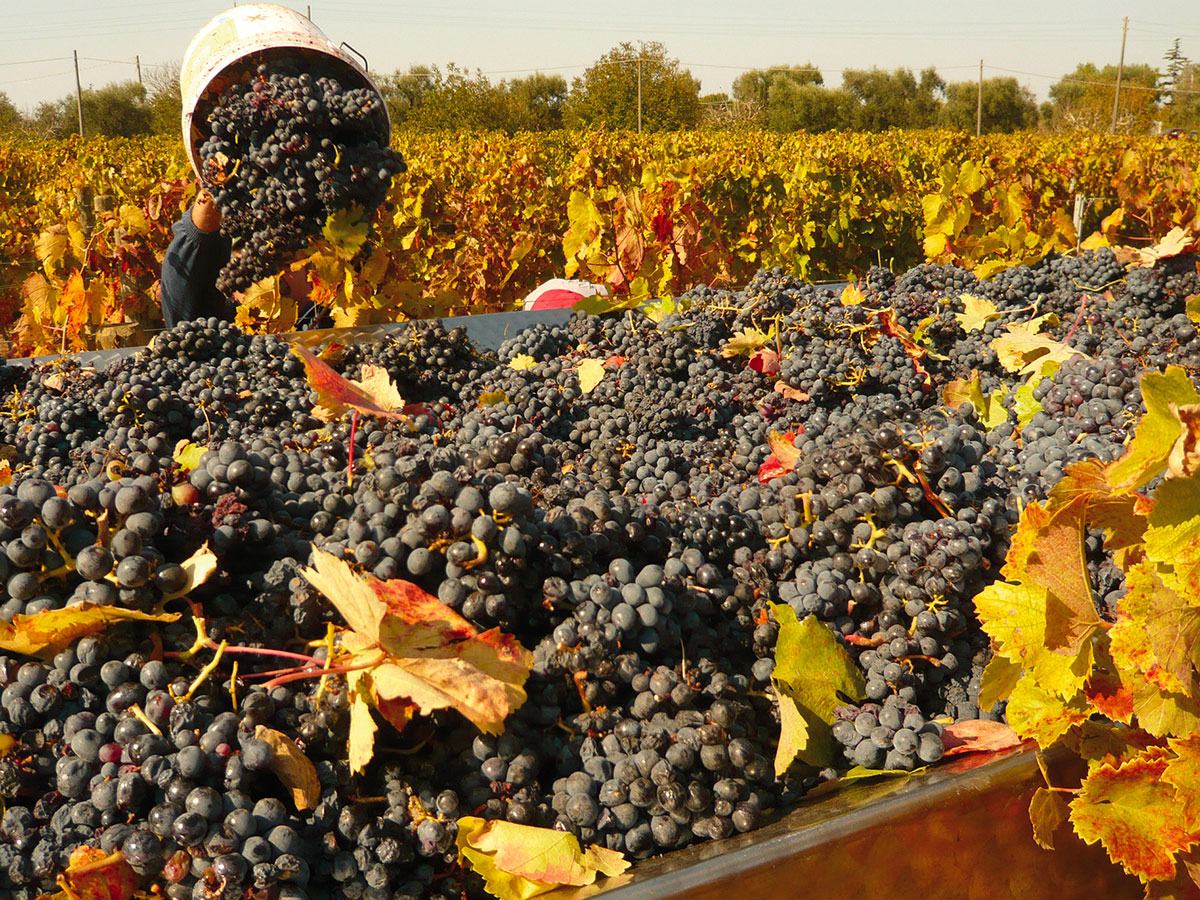 A trailer piled with dark grapes and autumn leaves, a picker tipping in a bucket.