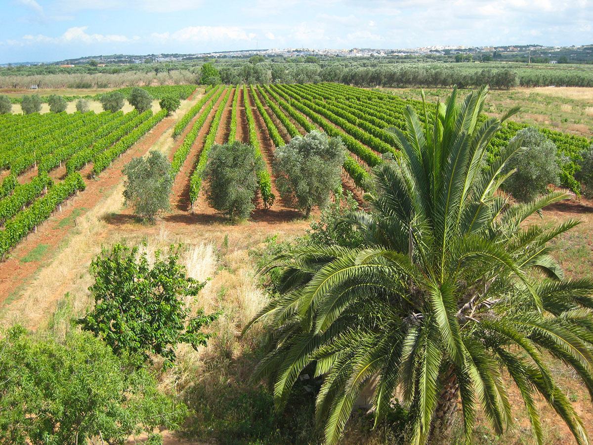 Flat rows of vines and olive trees stretching away, a palm in the foreground.