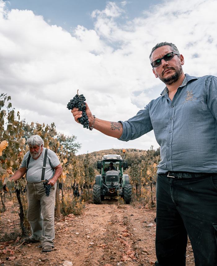 A man holding up a bunch of Sangiovese in a vineyard row, with an older picker and a tractor behind him.