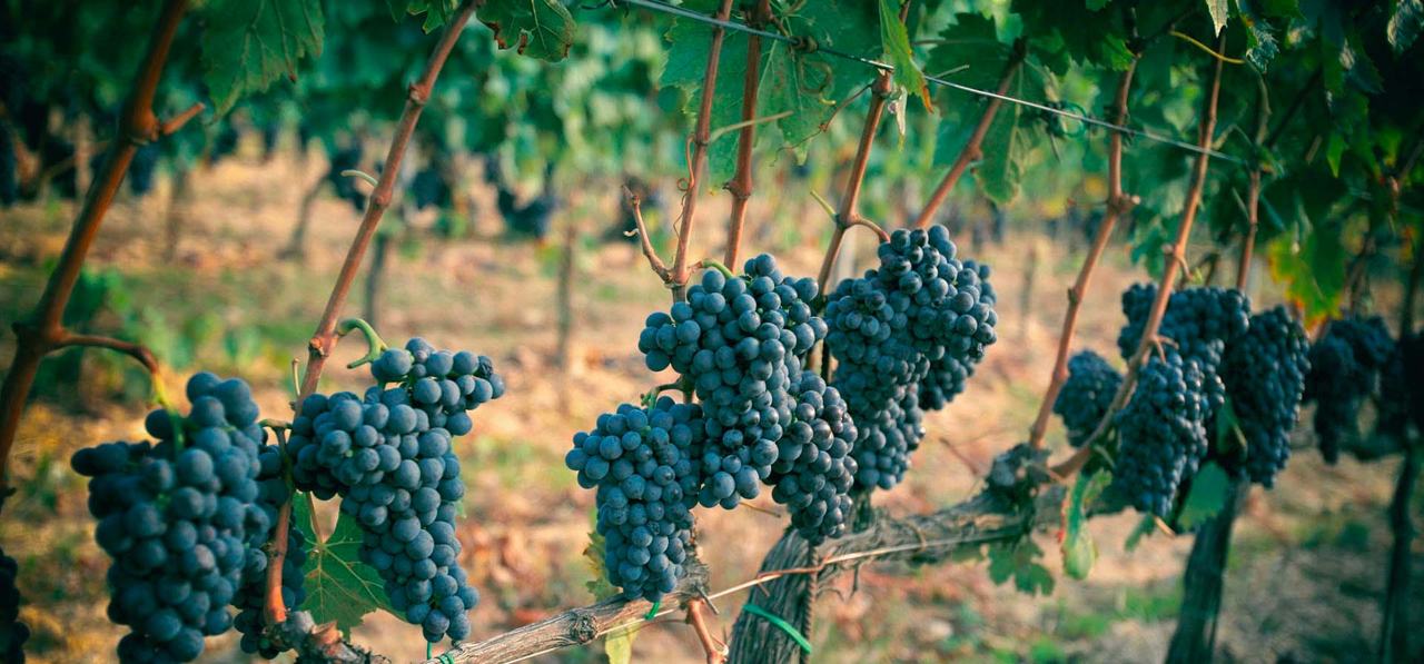 Ripe bunches of Sangiovese hanging along the vine wire.