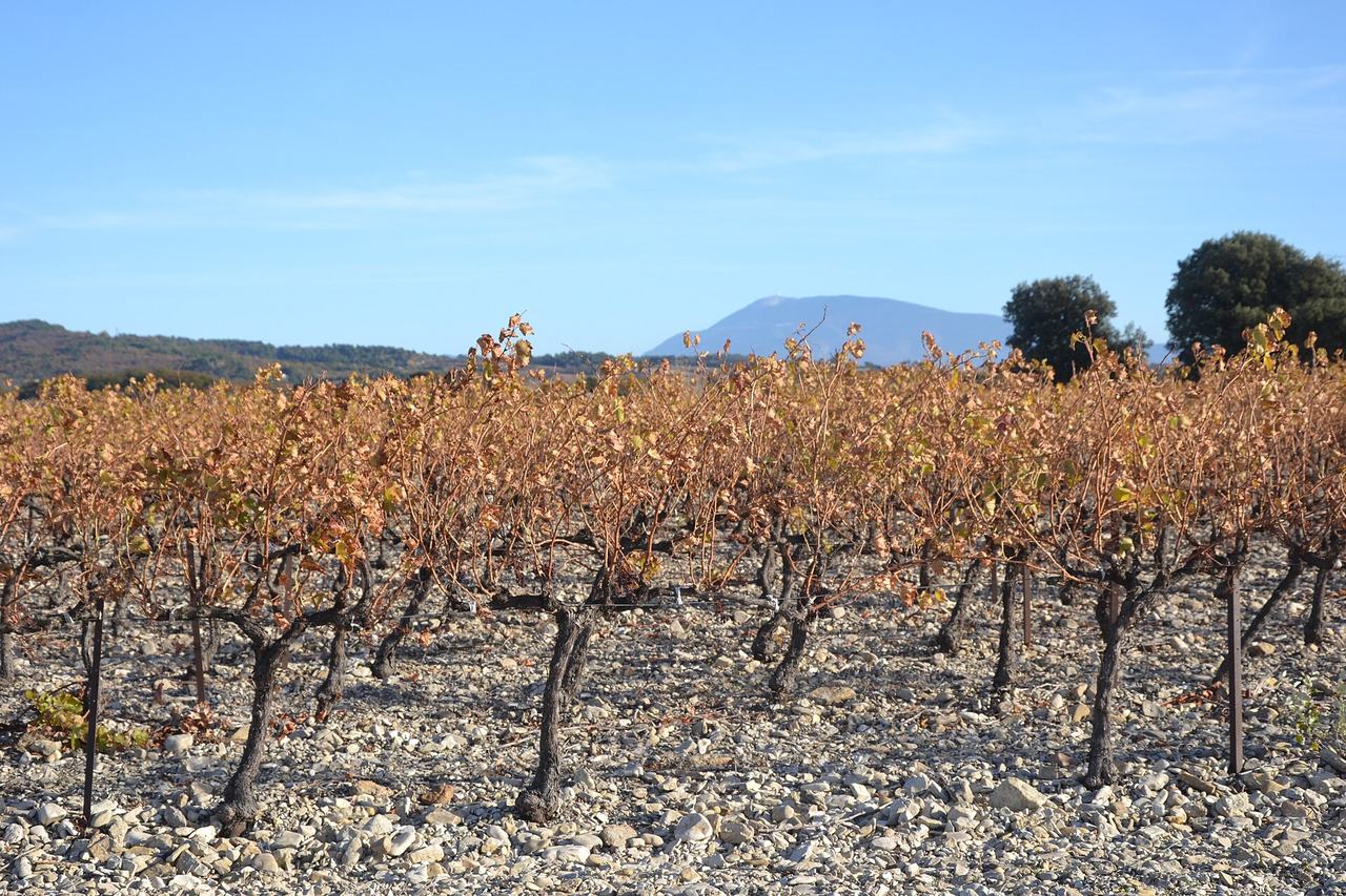 Bare-leafed autumn vines on stony ground at Visan, with Mont Ventoux on the horizon.