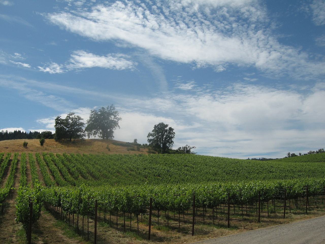 Vineyard rows climbing a gentle slope under a blue sky with high clouds.