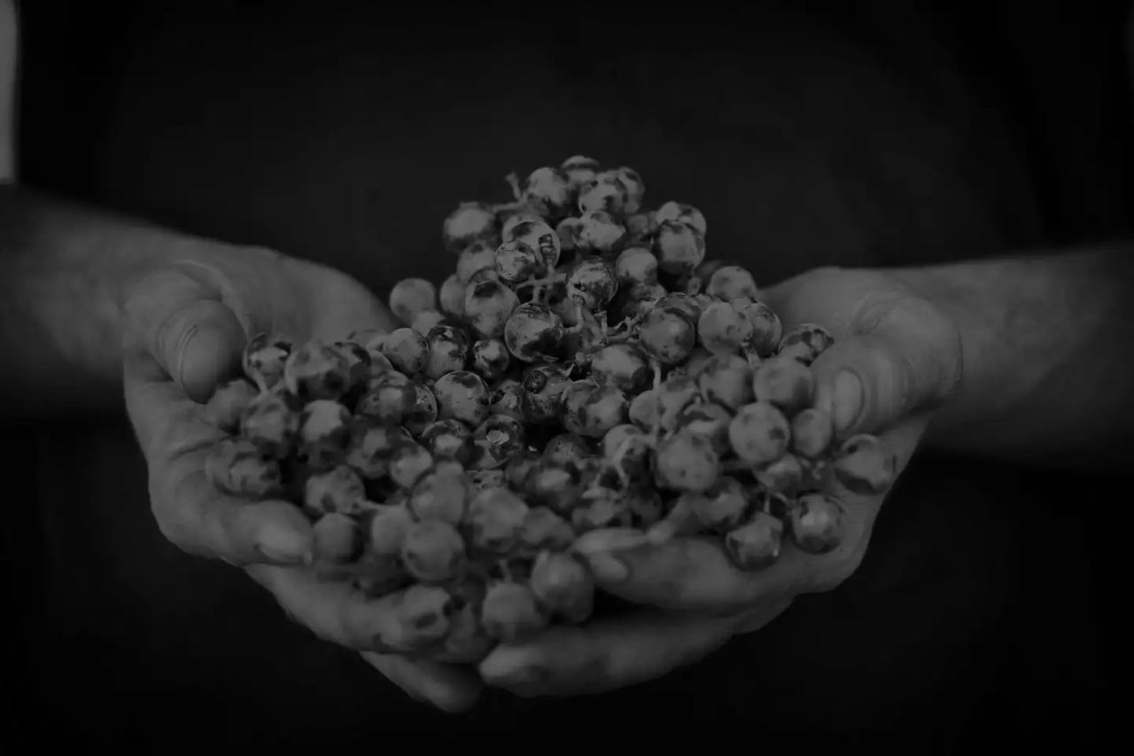 Cupped hands holding destemmed grape berries, in black and white