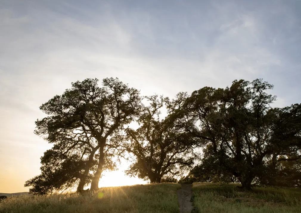 Oak trees silhouetted against the low sun on a grassy hill