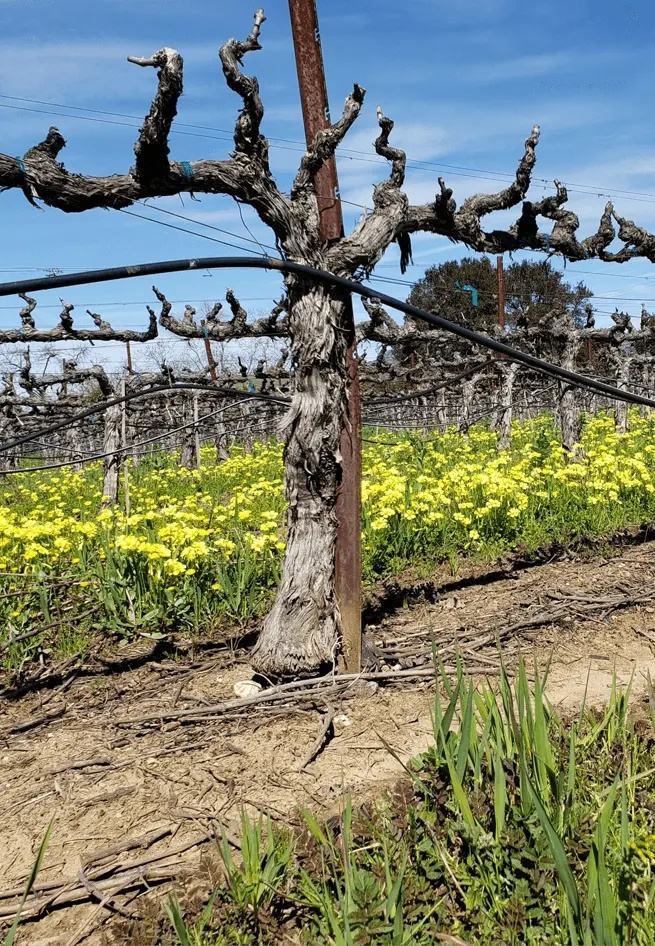 A pruned old vine on its stake above wild mustard in early spring