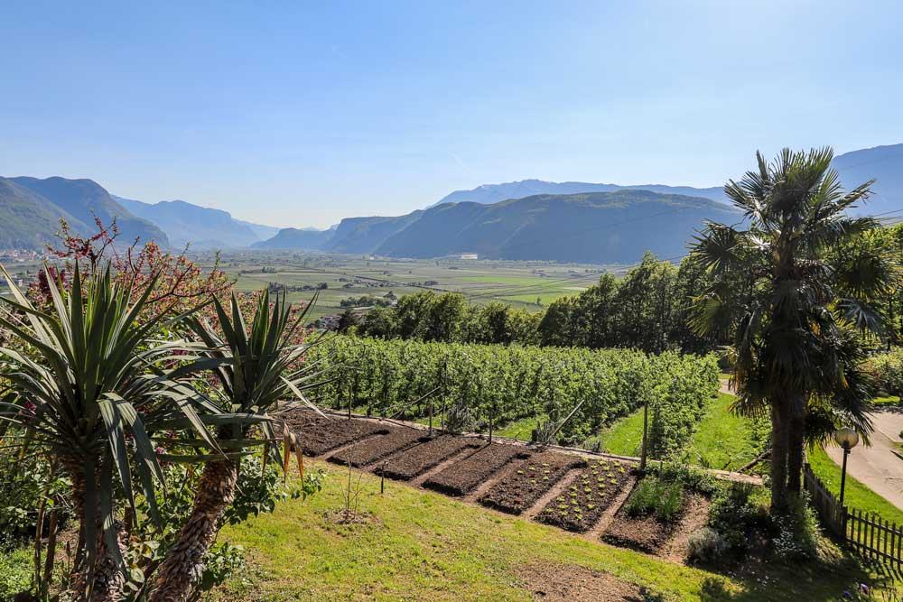 Vines and palm trees in the garden, the valley and mountains beyond.