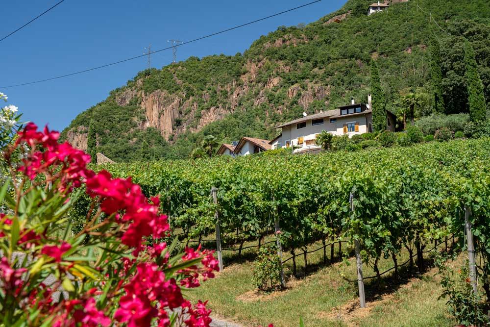 Pergola vines on a slope with a farmhouse and wooded rock face above, red oleander in front.