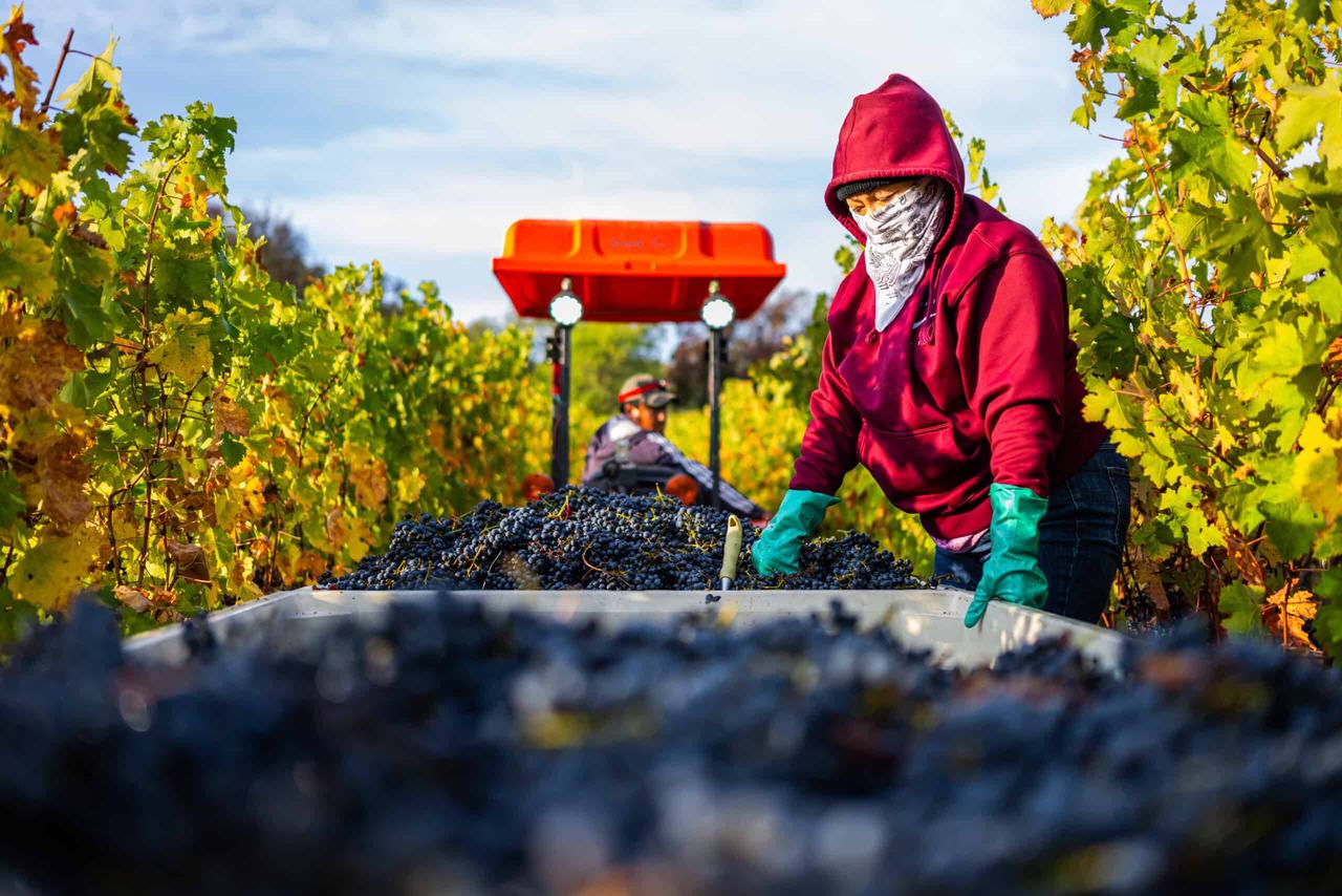 A picker in a red hood and green gloves tipping grapes into a bin between autumn vines