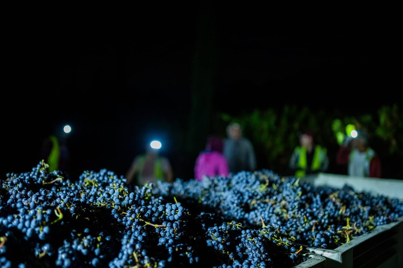 Bins of black grapes at night, pickers with headlamps behind