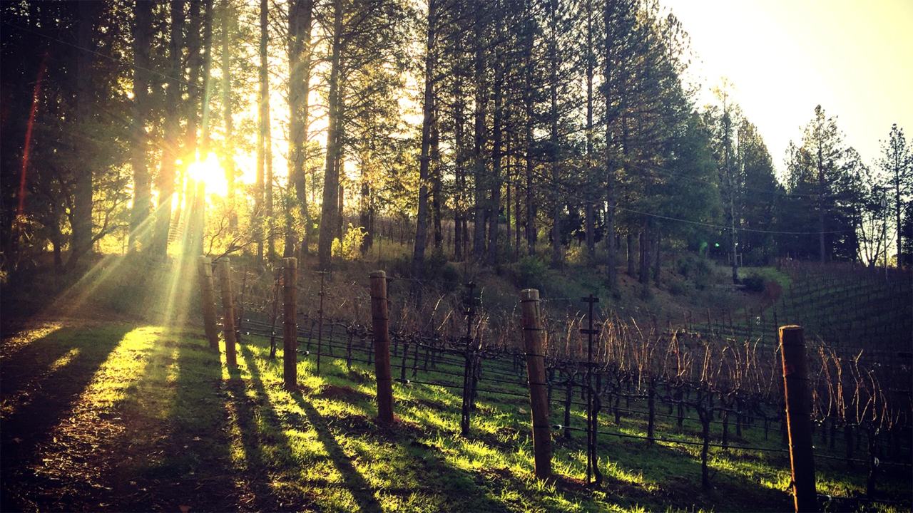 Low sun through tall pines onto rows of bare winter vines