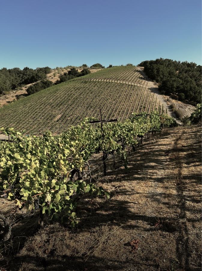 Rows of vines climb a steep hillside under a clear blue sky.