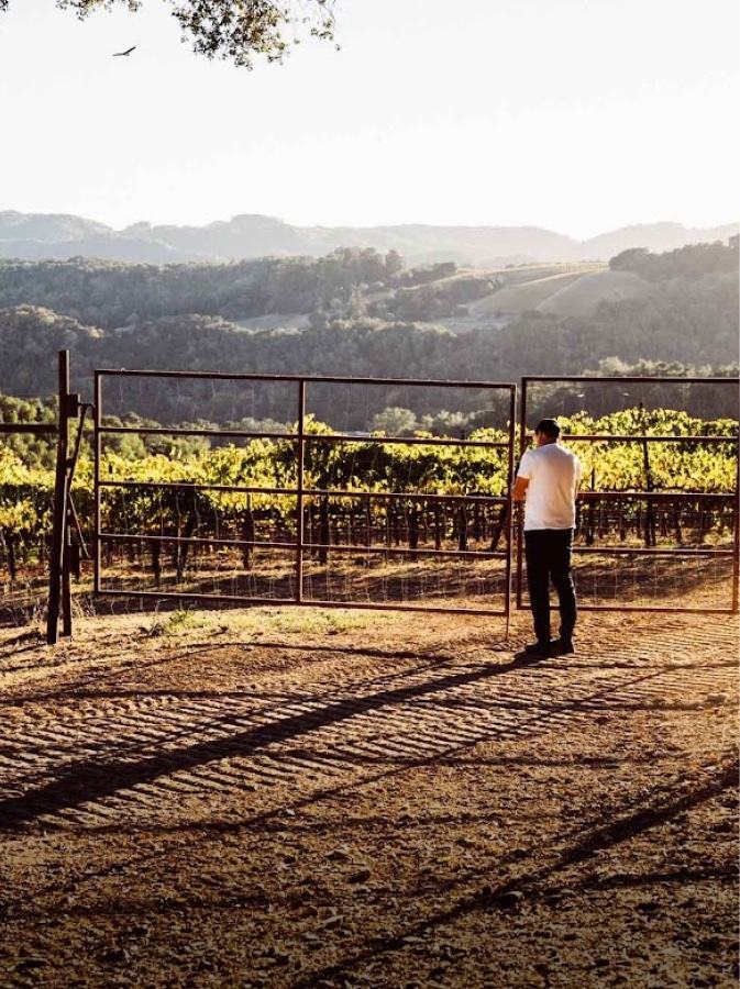 A man stands at the edge of a vineyard in low evening sun, hills behind.