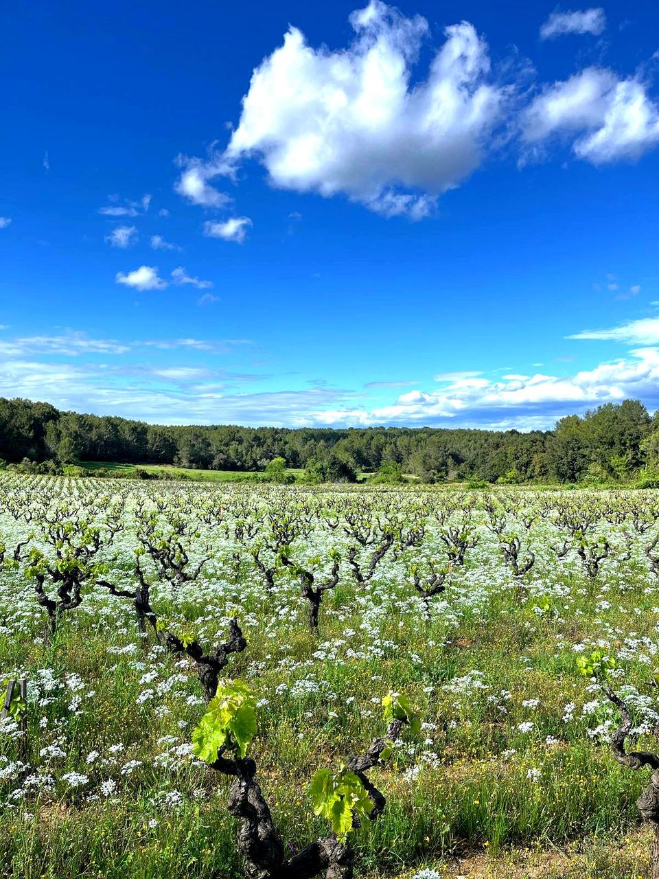 Old bush vines in spring among white wildflowers, under a blue sky.