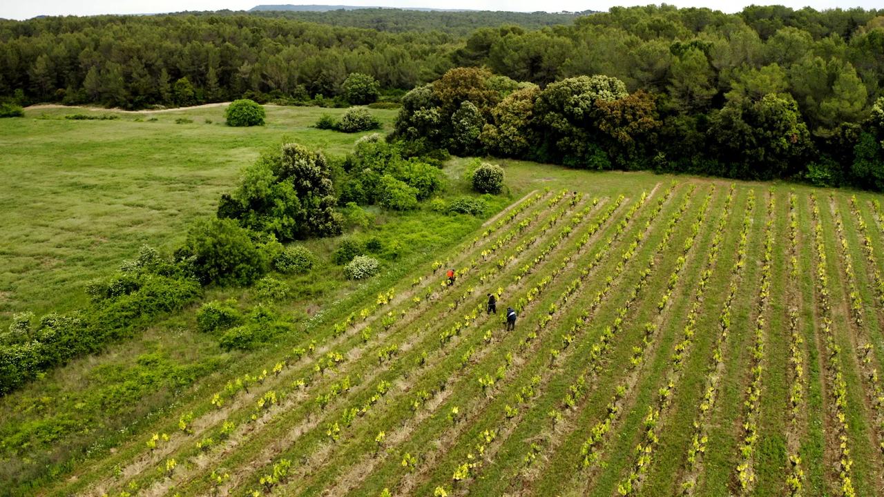 An aerial view of a vineyard edged by garrigue scrub and woods, with a few people working the rows.