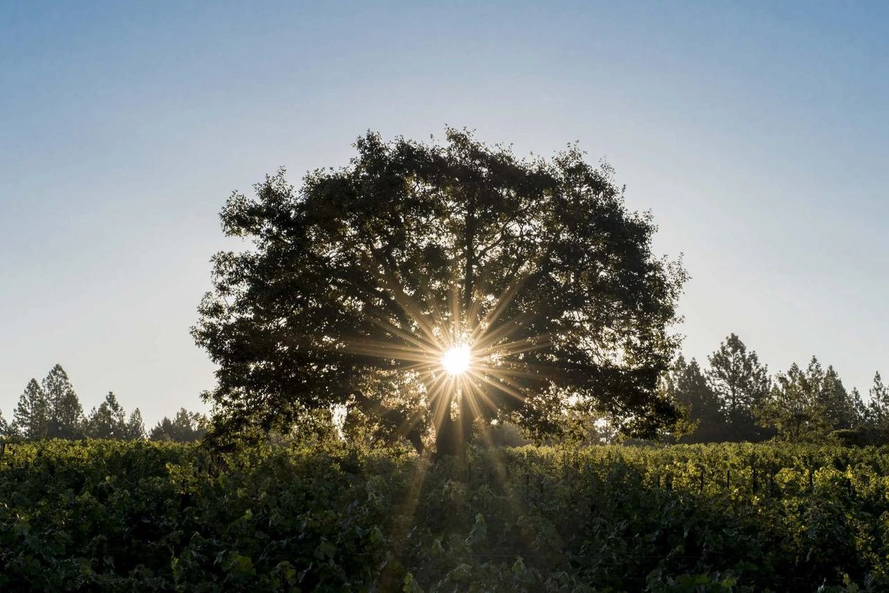 The sun breaking through a large oak above the vines on Howell Mountain, pines behind.