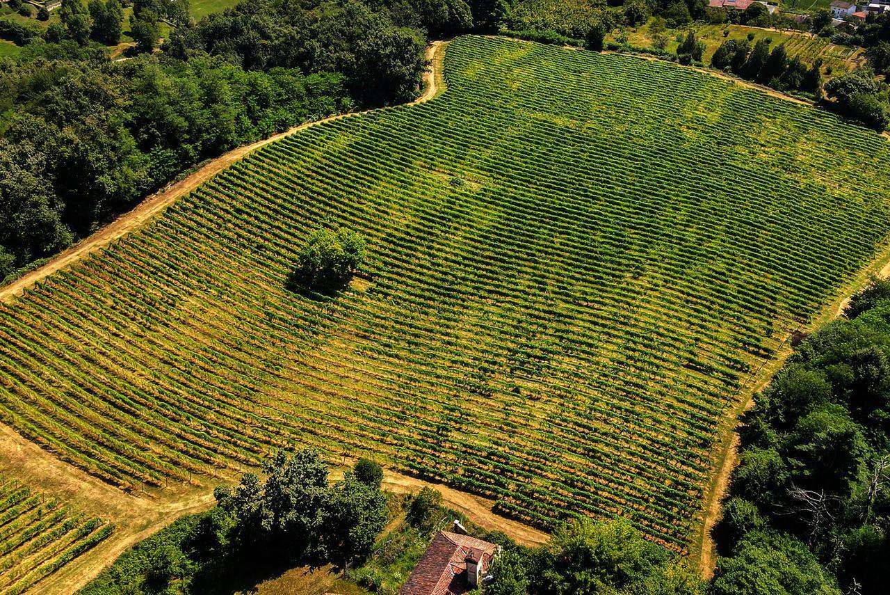 A single vineyard block from the air, ringed by woods