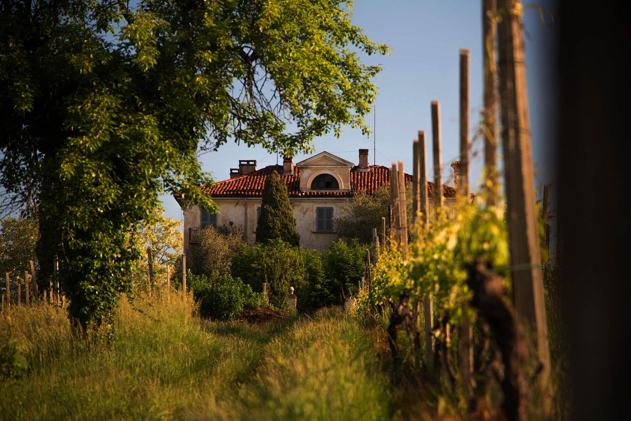 A grassy row between staked vines leading to an old villa with a red tile roof