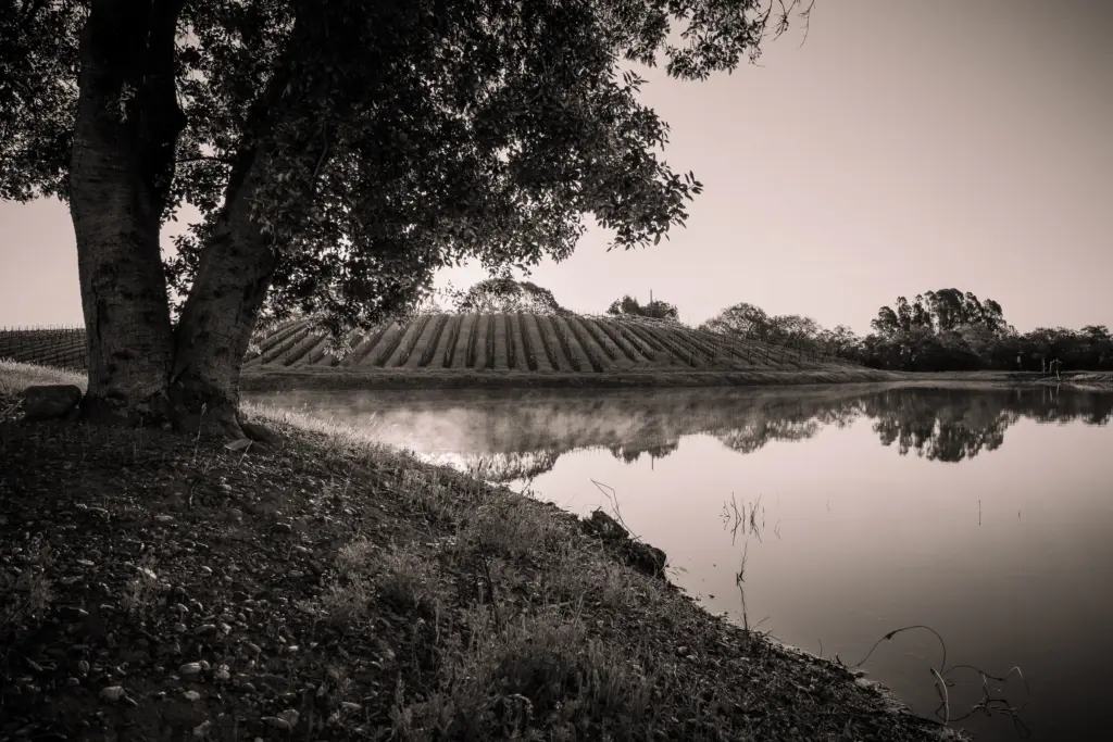 An oak tree and a pond at the edge of a vineyard, in sepia.