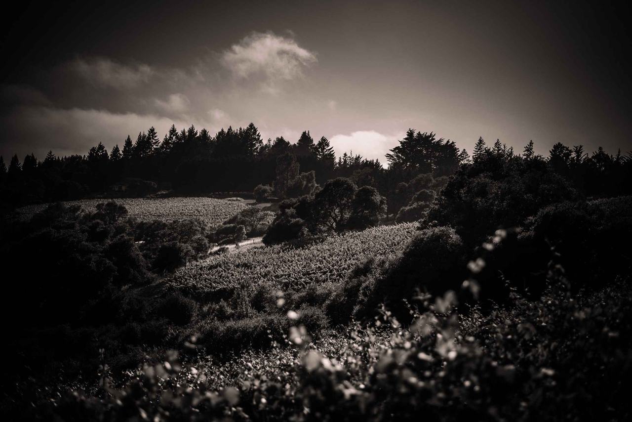 Vines and forest on rolling hills under a cloudy sky, in sepia.