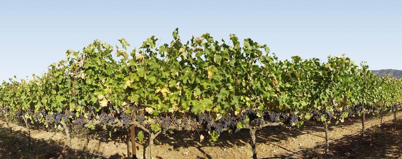 A row of Cabernet vines heavy with black fruit under a clear sky.