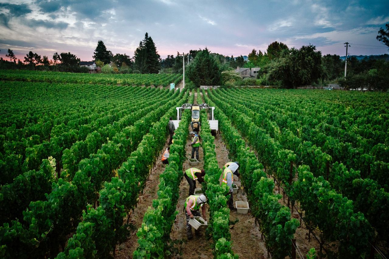 Pickers working between closely spaced rows of vines at dawn.
