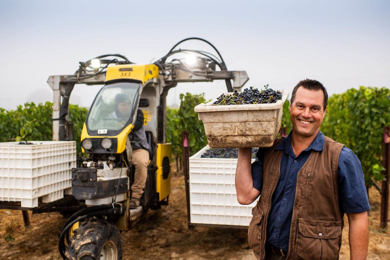 Paul Sloan carrying a bin of grapes beside a tractor full of picking crates.