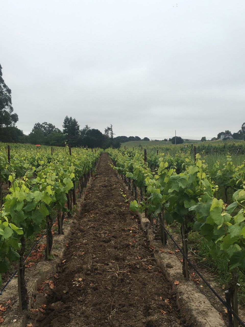 A row of young Chardonnay vines under a grey morning sky in Carneros.