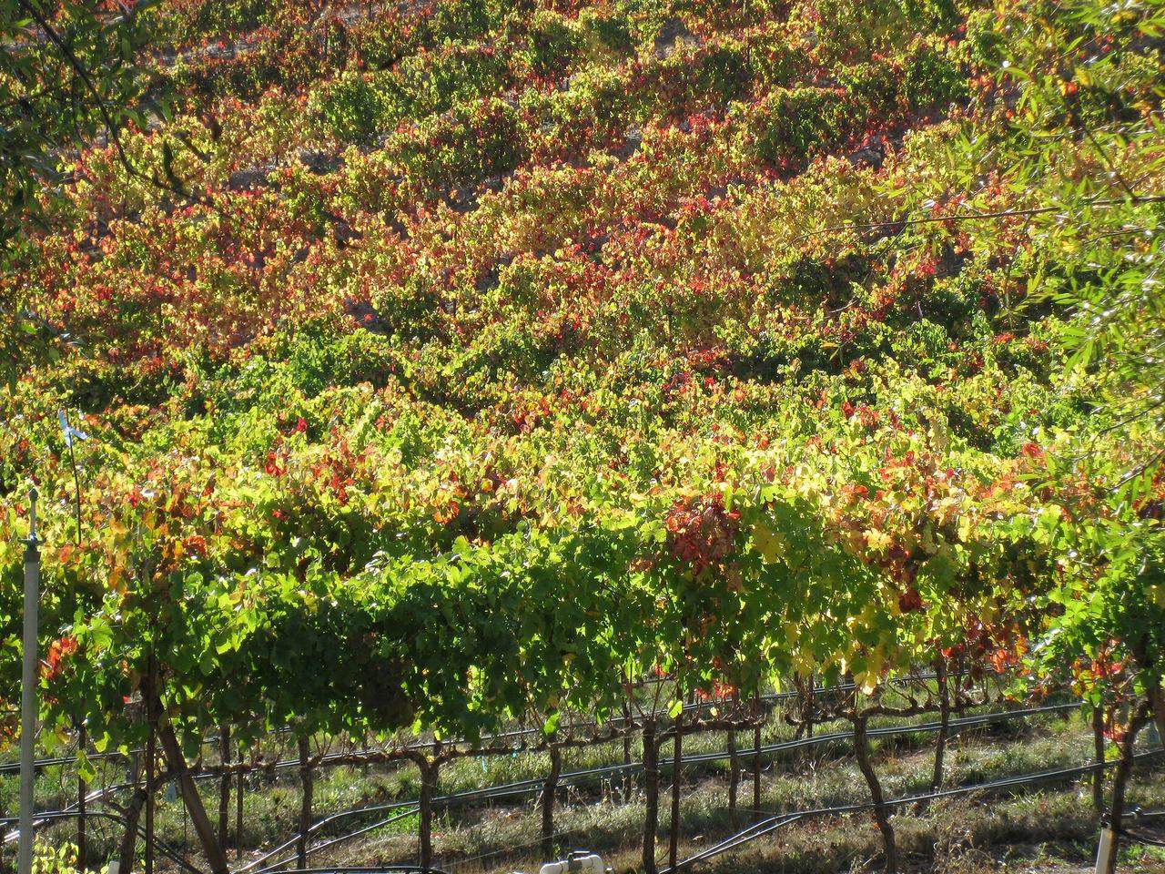A vineyard canopy turning red and gold in autumn.