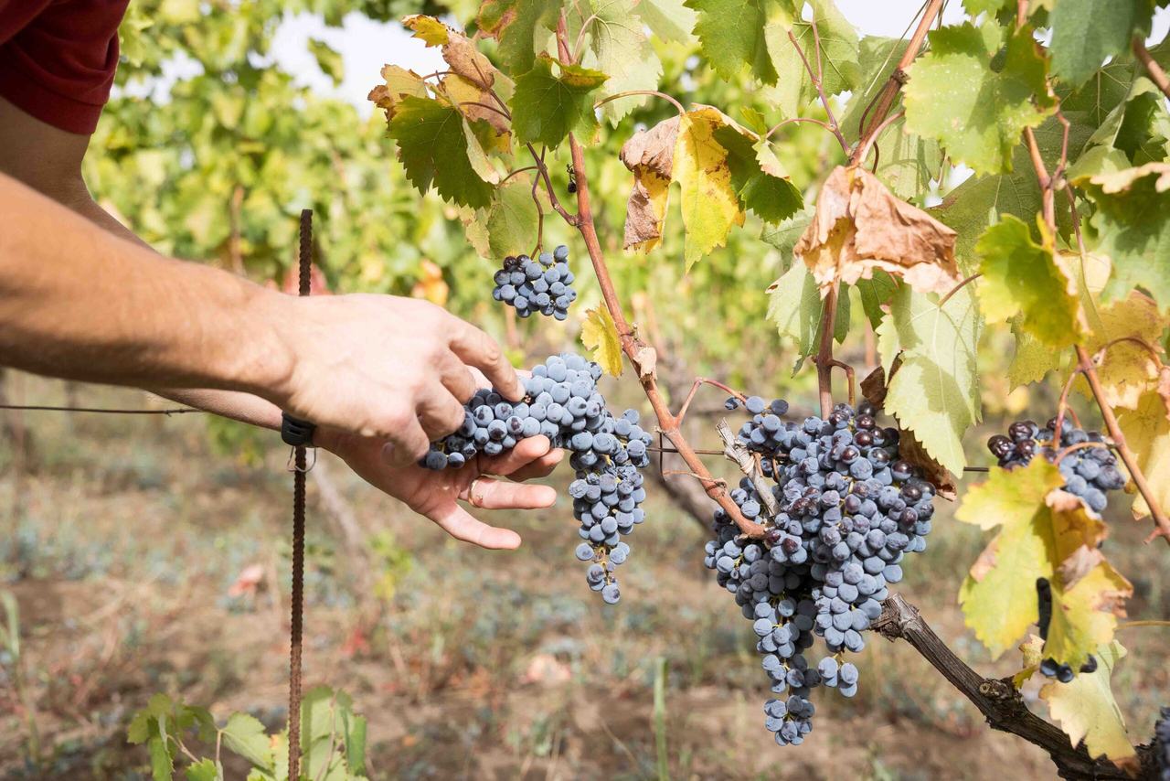 A hand lifting a bunch of red grapes on the vine at harvest.