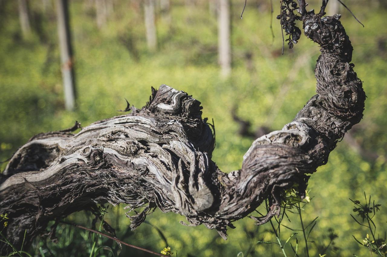 The twisted trunk of an old vine.