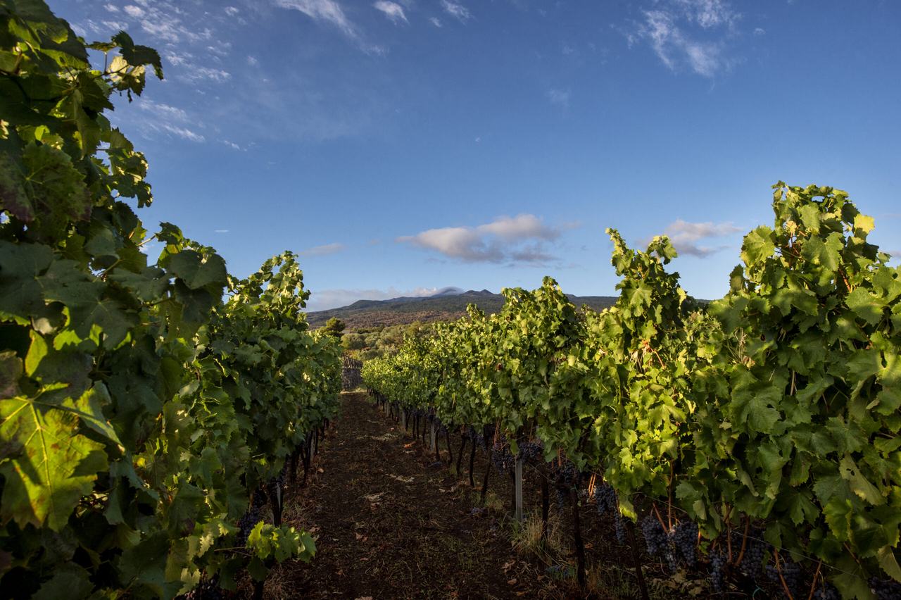 Rows of vines in Contrada Pettinociarelle under a blue sky, Etna's slopes behind.
