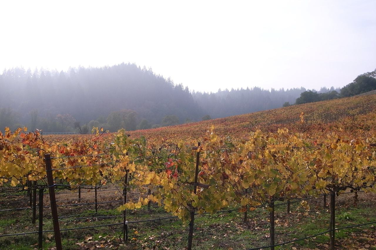 Vines in autumn colour with fog on the wooded hills behind.