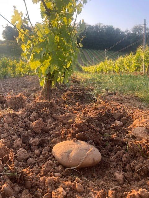 A young vine growing from red clay strewn with rolled pebbles.