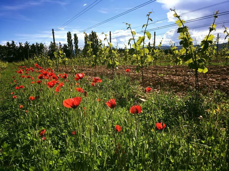 Poppies and grasses in flower between rows of young vines at Mercurol.