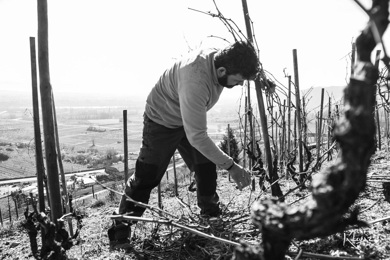 Black-and-white photo of Sébastien Girard pruning old vines on a slope above the plain.