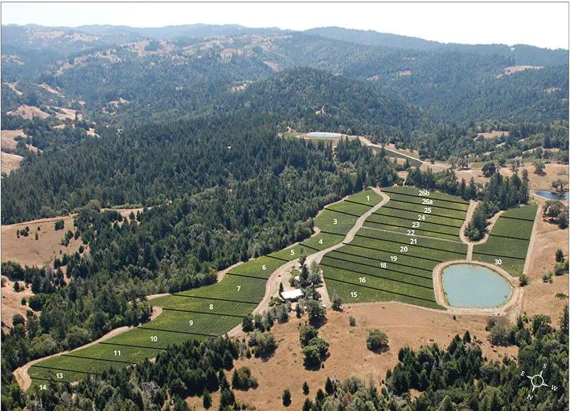 Wayfarer Vineyard from the air: numbered blocks of vines on a ridge among redwoods and dry grass, with a round reservoir