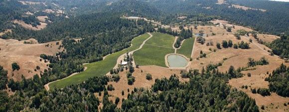 The vineyard on its ridge, surrounded by forest and open grassland