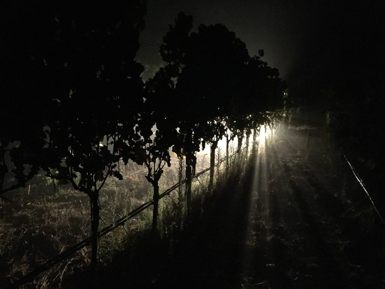 Vines lit from behind by a work light at night, with fog in the beam.
