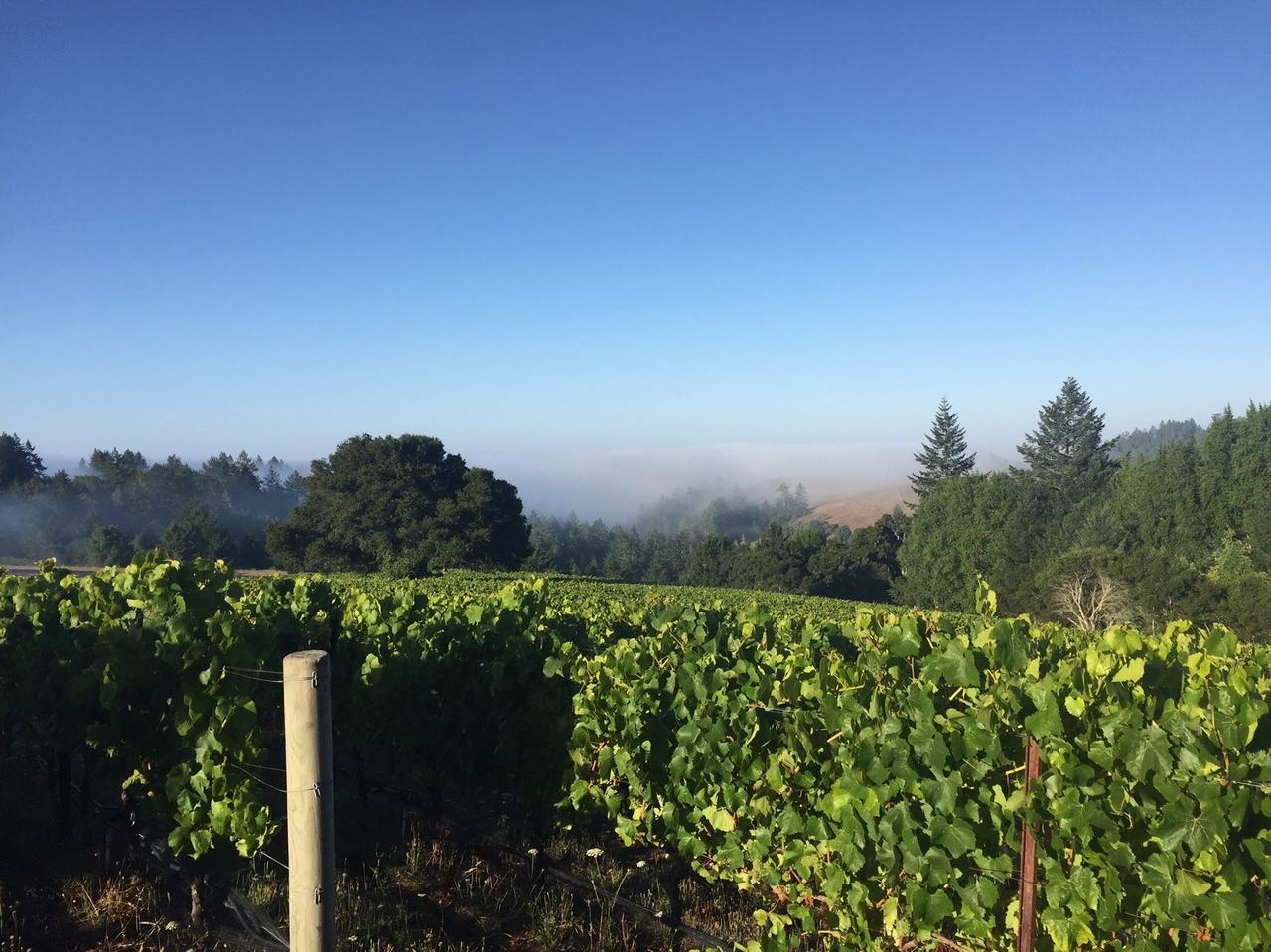 Chardonnay vines at Platt Vineyard with fog lying over the hills toward Bodega.