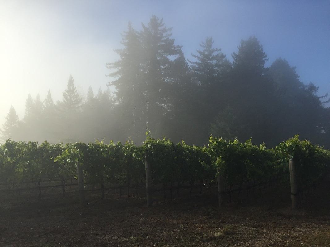 A row of vines in morning fog with redwoods behind.