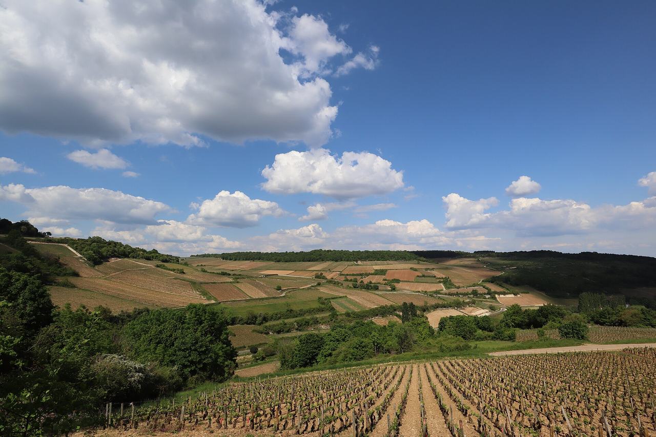 Young spring vines in rows on a slope at Saint-Romain under a blue sky.