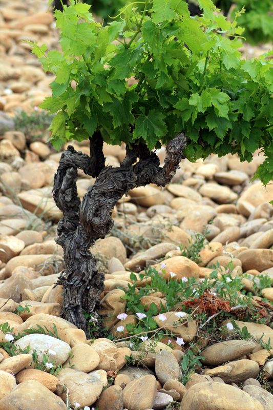 Galets roulés at Châteauneuf-du-Pape