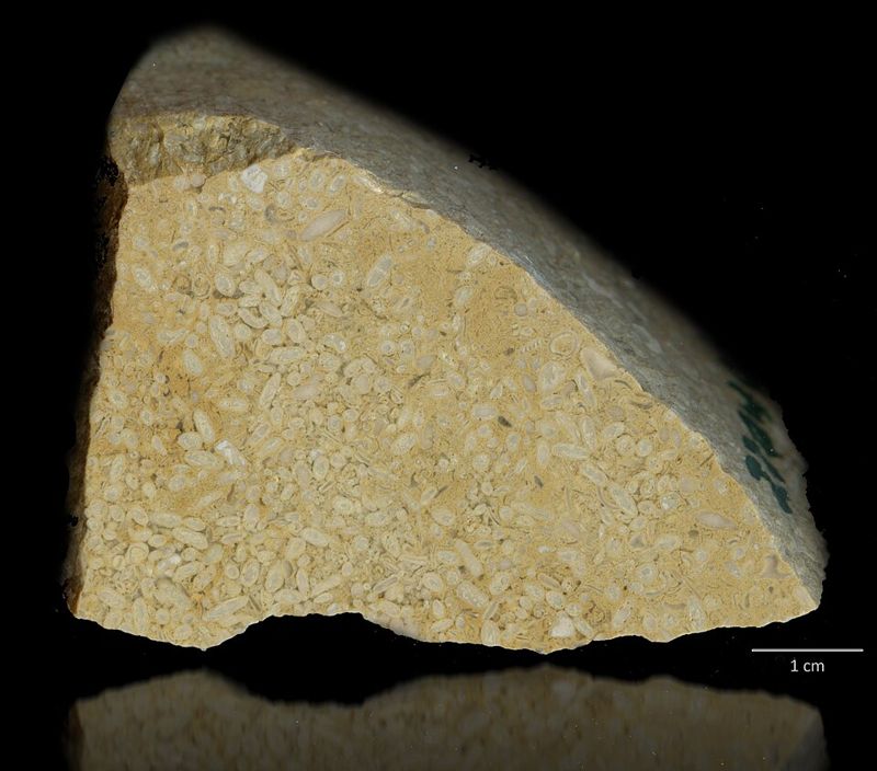 Limestone made of shell fragments, cut and polished.