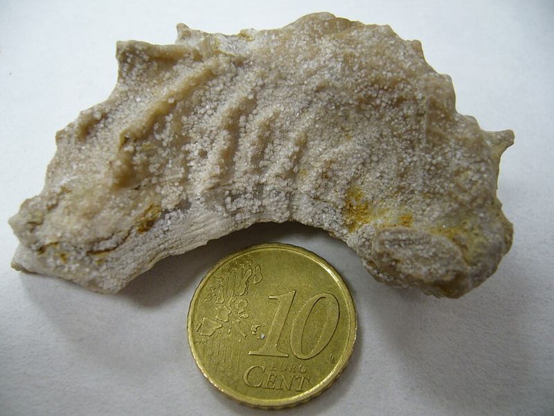 An Exogyra, the small curled oyster whose cousin Exogyra virgula fills the Kimmeridgian marls of Chablis.