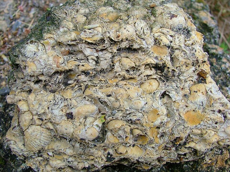 Shelly limestone, packed with broken shells.